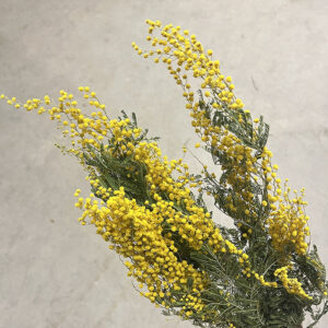 Mimosa Mirandol, Natural Yellow, Dried, 65cm