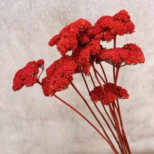 Achillea Parker, Chilli Pepper, Dried (Yarrow) 70cm