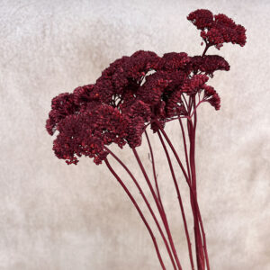 Achillea Parker, Burgundy, Dried (Yarrow) 70cm
