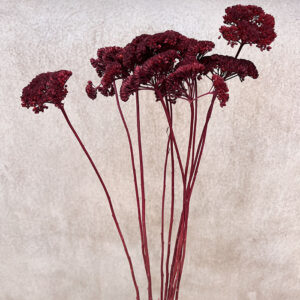 Achillea Parker, Dark Red, Dried (Yarrow) 70cm
