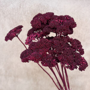 Achillea Parker, Deep Magenta, Dried (Yarrow) 70cm