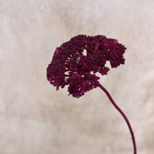 Achillea Parker, Deep Magenta, Dried (Yarrow) 70cm