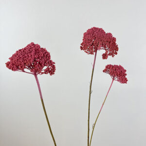 Achillea Parker, Pink, Dried (Yarrow) 60cm