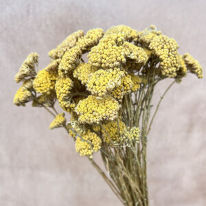 Achillea Silvestre, Natural Yellow, Dried (Yarrow) 45cm