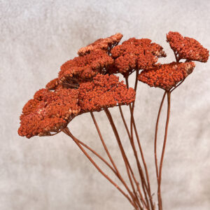 Achillea Parker, Terracotta Orange, Dried (Yarrow) 70cm