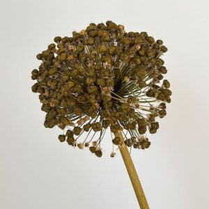 Allium Seed Heads, Natural Brown, Dried, 75cm