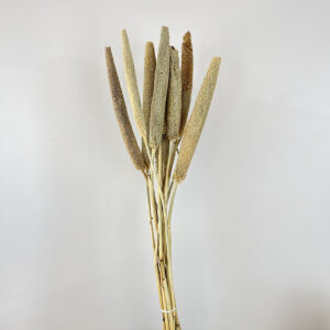 Babala, Natural Light Brown, Dried (Pearl Millet) 70cm
