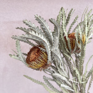 Banksia Dryandra, Natural Orange, Dried, 30cm Earth Matters®