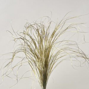 Bear Grass, Gold, Dried, 50-70cm