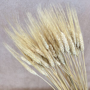 Bearded Wheat Bunch, Natural Creamy White, Dried (Triticum) 90cm