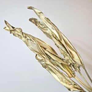 Bird of Paradise Leaf, Metallic Gold, Dried (Strelitzia regina) 100cm