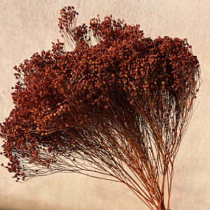 Broom Bloom, Deep Terracotta, Dried, 50cm