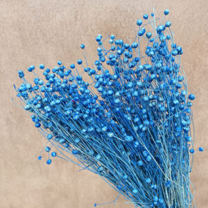 Bubble Flax, Bright Blue, Dried (Linum) 50cm