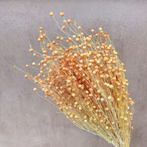 Bubble Flax, Peach Ombré, Dried (Linum) 50cm