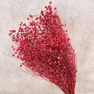 Bubble Flax, Red, Dried (Linum) 50cm