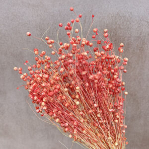 Bubble Flax, Salmon Ombré, Dried (Linum) 50cm
