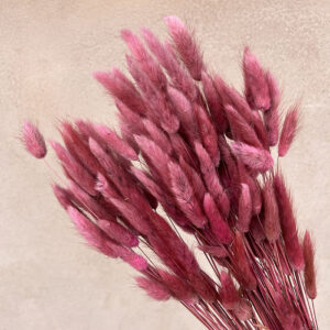Lagurus Grass, Dusky Pink, Dried (Bunny Tails) 50-70cm 100g