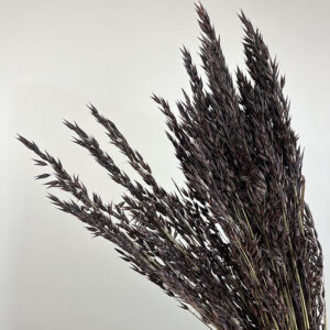 Oats Dried Bunch, Dark Brown (Avena) 70cm