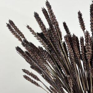Wheat Dried Bunch, Dark Brown (Triticum) 70cm