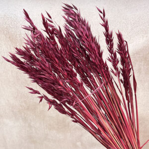 Oats Dried Bunch, Deep Red (Avena) 70cm