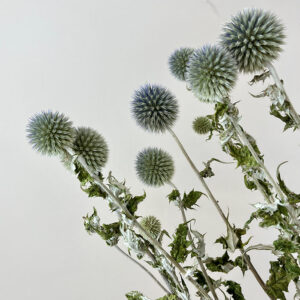 Echinops, Natural Blue, Dried (Globe Thistle) 55cm Earth Matters®