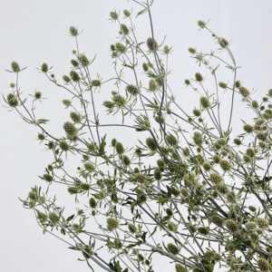 Eryngium Silverstone, Natural, Dried (Thistles) 90cm
