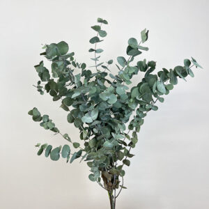 Eucalyptus Cinerea, Natural Sage Green to Grey, Dried, 65cm