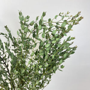 Eucalyptus Parvifolia, Natural Green, Dried, 60cm