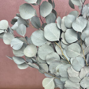Eucalyptus Populus, Natural Sage Green, Dried, up to 70cm