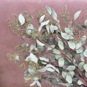 Eucalyptus Populus with Seed Pods, Natural Sage Green, Dried, up to 70cm