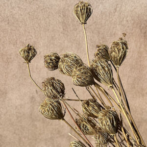 Fennel, Dried Seed Heads, Natural Brown, up to 80cm