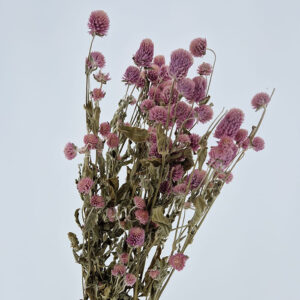Globe Amaranth, Natural Pink, Dried (Gomphrena) 45-60cm