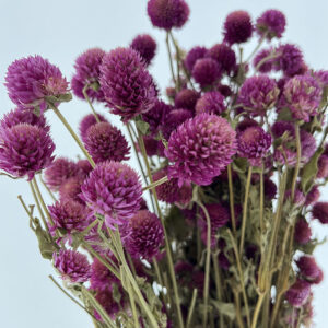 Globe Amaranth, Natural Cerise Pink, Dried (Gomphrena) up to 50cm