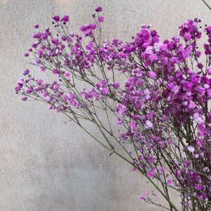 Gypsophila, Cerise Pink, Dried (Baby’s Breath) 70cm