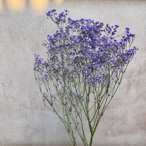 Gypsophila, Purple, Dried (Baby’s Breath) 70cm