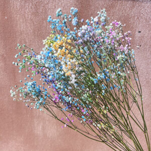 Gypsophila, Rainbow, Dried (Baby’s Breath) 80cm