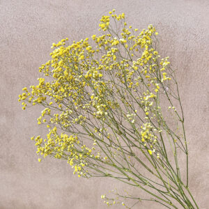 Gypsophila, Yellow, Dried (Baby’s Breath) 70cm
