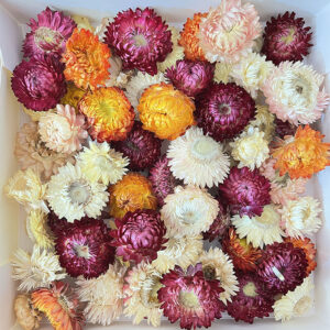 Helichrysum brac. Dried Loose Flower Heads, Natural Mix (Strawflowers) 500g