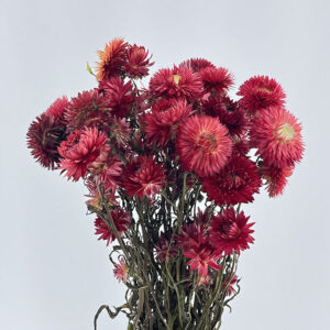 Helichrysum brac. Natural Ruby Red, Dried (Strawflowers) 50cm