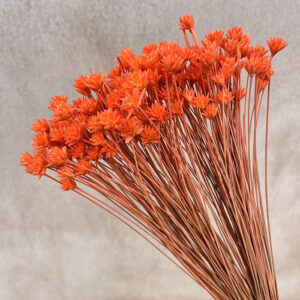 Hill Flower, Bright Salmon Orange, Dried, 100g 50cm