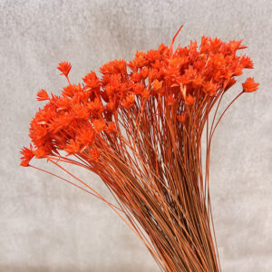 Hill Flower, Chilli Pepper, Dried, 100g 50cm