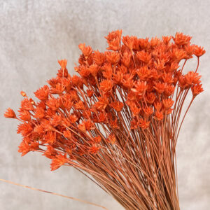 Hill Flower, Dusky Orange, Dried, 100g 50cm