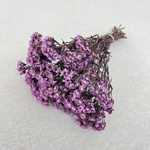 Ixodia Daisy, Lavender Rose, Dried, 25cm