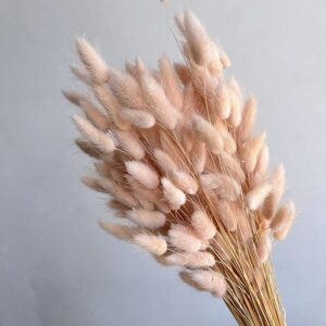Lagurus Grass, Dusky Blush Pink, Dried (Bunny Tails) 50-70cm 100g