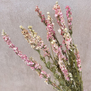 Larkspur, Natural Pink, Dried (Delphinium) 60cm