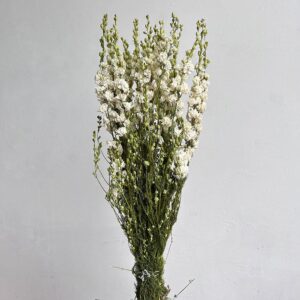 Larkspur, Natural White, Dried (Delphinium) 60cm