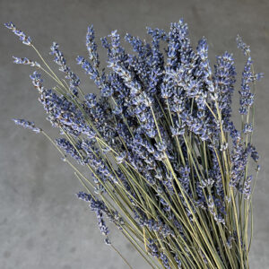 Lavender Dried Bunch, Natural Lavender Blue, 80-100g 50cm