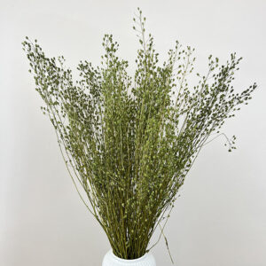 Lepidium attraxa, Green, Dried (Pennycress) 55-70cm
