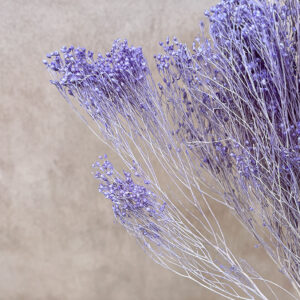 Broom Bloom, Lilac, Dried, 60cm