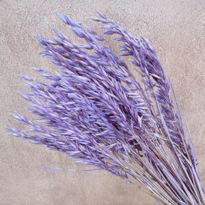 Oats Dried Bunch, Lilac (Avena) 70cm
